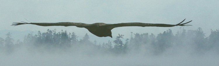 Eagle in flight, San Juan Island.